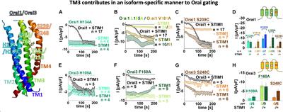 Transmembrane Domain 3 (TM3) Governs Orai1 and Orai3 Pore Opening in an <mark class="highlighted">Isoform-Specific</mark> Manner